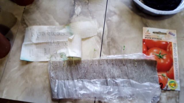 Пикирую РАССАДУ помидор "КРАСНАЯ ШАПОЧКА" . ЭКСПЕРИМЕНТ.. часть 2. 24.03.2019г. смотреть онлайн