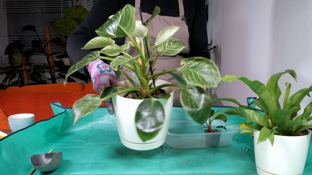 Najnowsze roślinne perełki ? Pink Birkin ? Asplenium ? - Z kamerą wśród roślin, odcinek 42 смотреть онлайн