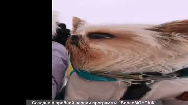 Йоркширский терьер - активная жизнь. смотреть онлайн