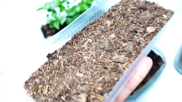 ?Cómo Sembrar Pitanga (Eugenia Uniflora) ? Fácil✔️