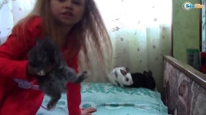 ВЛОГ Играем с Котенком Барсиком Ярослава едет в Деревню играть с маленькими животными Часть 1