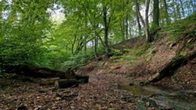 Успокаивающий звук ручья. Лесной ручей. Звуки природы. Журчание воды. Для нервов, релаксации и сна. смотреть онлайн