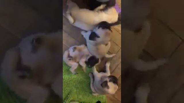 Игрульки мопсят и Мопсиков смотреть онлайн