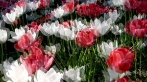 НАСТРОЙ ОТ ОНКОЛОГИИ ДЛЯ ИМЕНИ ЛЮДМИЛА