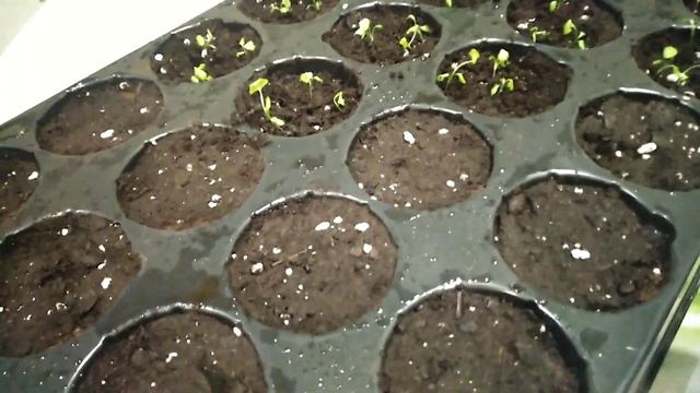 Пикировка ТОНКОЙ и ЗВОНКОЙ рассады СЕЛЬДЕРЕЯ.Зато потом НЕ УСПЕВАЛИ его есть. смотреть онлайн