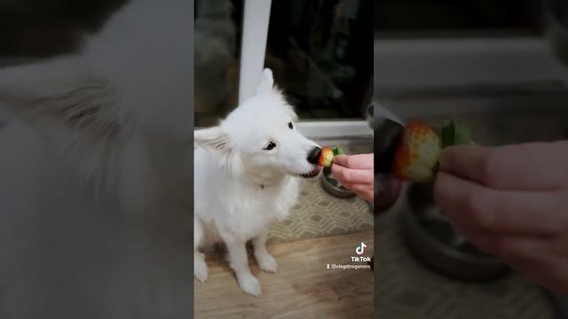 как правильно надо дегустировать клубнику смотреть онлайн