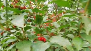 Кизил обыкновенный 2022г.Мои выводы!!!