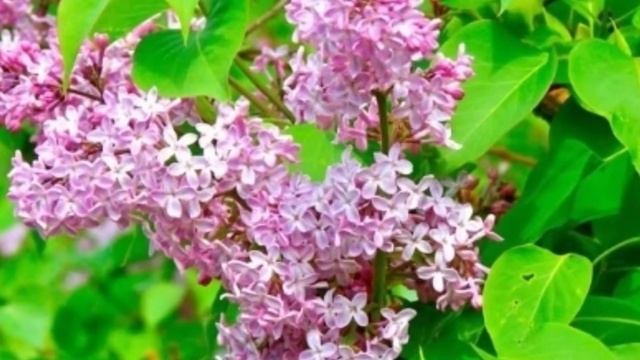 ?❤️запах сирени?❤️ For: маня LoveCCZ ;3 смотреть онлайн