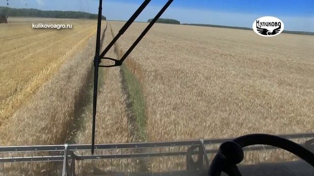 Уборка озимой пшеницы в ЗАО "Куликово". 04.08.2022 смотреть онлайн