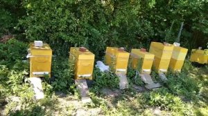 #Карника vs Бакфаст