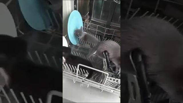 VID-20230926-WA0000.mp4 смотреть онлайн