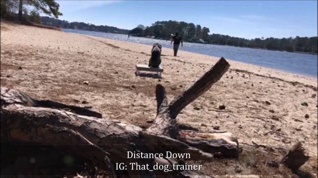 Weimaraner " Cobalt " | Amazing Transformation | Hampton Roads Dog Trainers смотреть онлайн