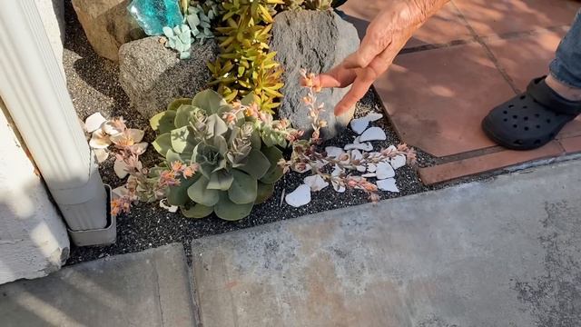 It’s Walkabout Wednesday with Bentley The Succulent Dog🐾 смотреть онлайн