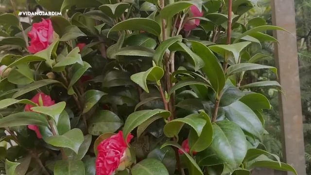 10 PLANTAS para VASOS ALTOS смотреть онлайн