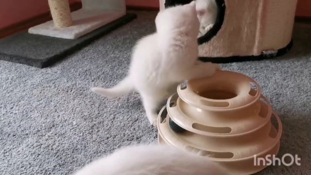 Всемирный день кошек- Праздник! смотреть онлайн