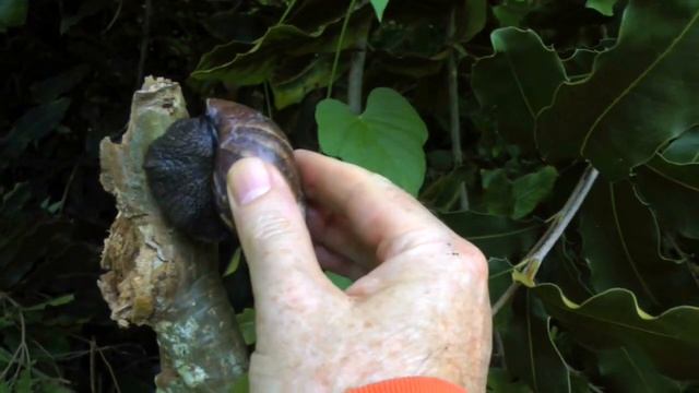 Giant African Land Snail | Achatina fulica | HD Video смотреть онлайн