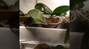 Фитостена из орхидей # плюсы и минусы фитостены# вертикальное озеленение #