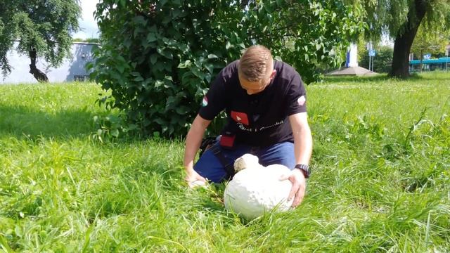 Czasznica olbrzymia, purchawica olbrzymia (Calvatia gigantea) Dąbrowa Górnicza 23.06.2020 смотреть онлайн