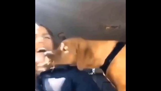 Try Not To Laugh Dogs And Cats - Best Funniest Animals Video 2023 2 смотреть онлайн