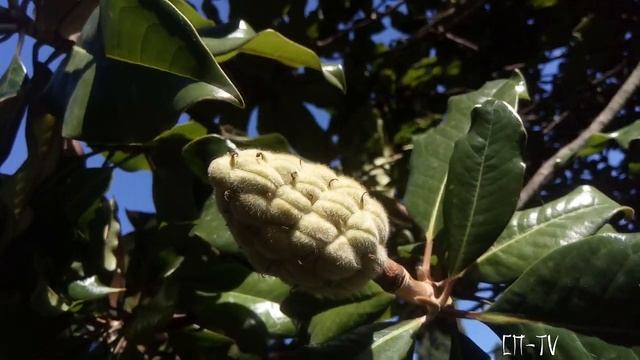 Магнолия - ровесница динозавров смотреть онлайн