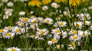 Миллионер сослал жену доживать в глухую деревню. Но когда она спасла волка в таёжном лесу...