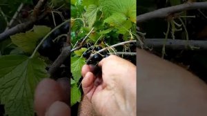 (65)Сорт смородина Валовая. Супер урожайный!