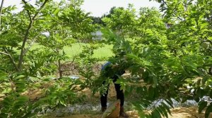 Harvest Life Harvesting Custard Apple Go to the Market to Sell, Taking Care of Pets
