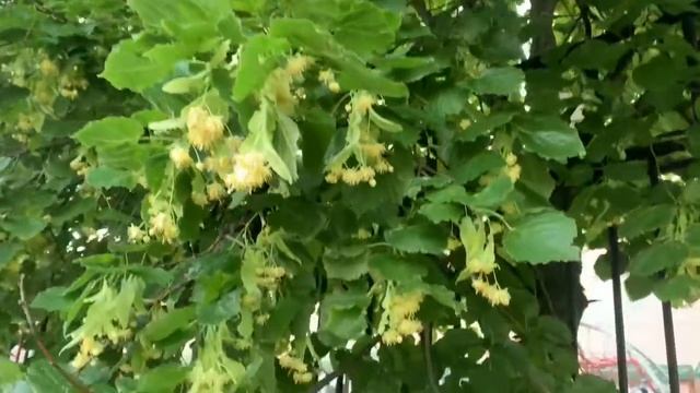 Липы зацвели! смотреть онлайн