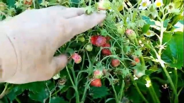 Как Плодоносит ЗЕМКЛУНИКА. часть 2. 20 июня 2020г. смотреть онлайн