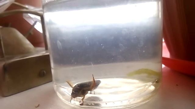 квартирант смотреть онлайн