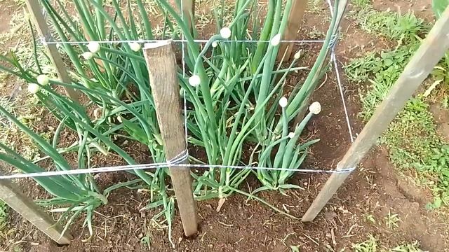 Лук на чернушку, обвязываем стрелки. смотреть онлайн