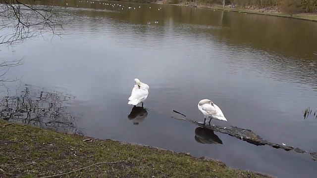 Spring Awakes 3 - test video with Panasonic Lumix FZ38 and GH1 смотреть онлайн