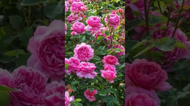Как отличить парковые розы #розы #парковыерозы#ботаникакристинычерненок смотреть онлайн