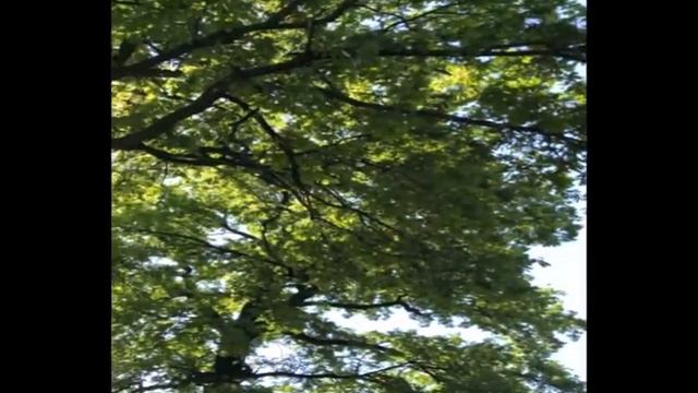 Крик ястреба-перепелятника...#самара#природа смотреть онлайн