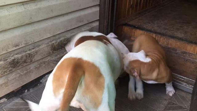 Разборки американских бульдогов!#/Americanbulldog”Jessica”/ смотреть онлайн