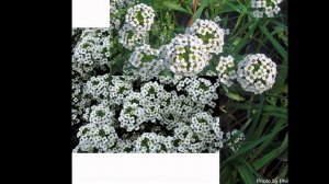 ГЛОБУЛЯРИЯ  или ШАРОВНИЦА  (GLOBULARIA)  сем. Норичниковые (Глобуляриевые)