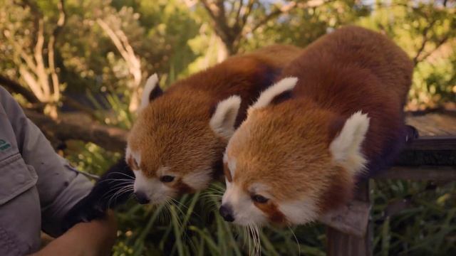 Learn all about Red Pandas смотреть онлайн