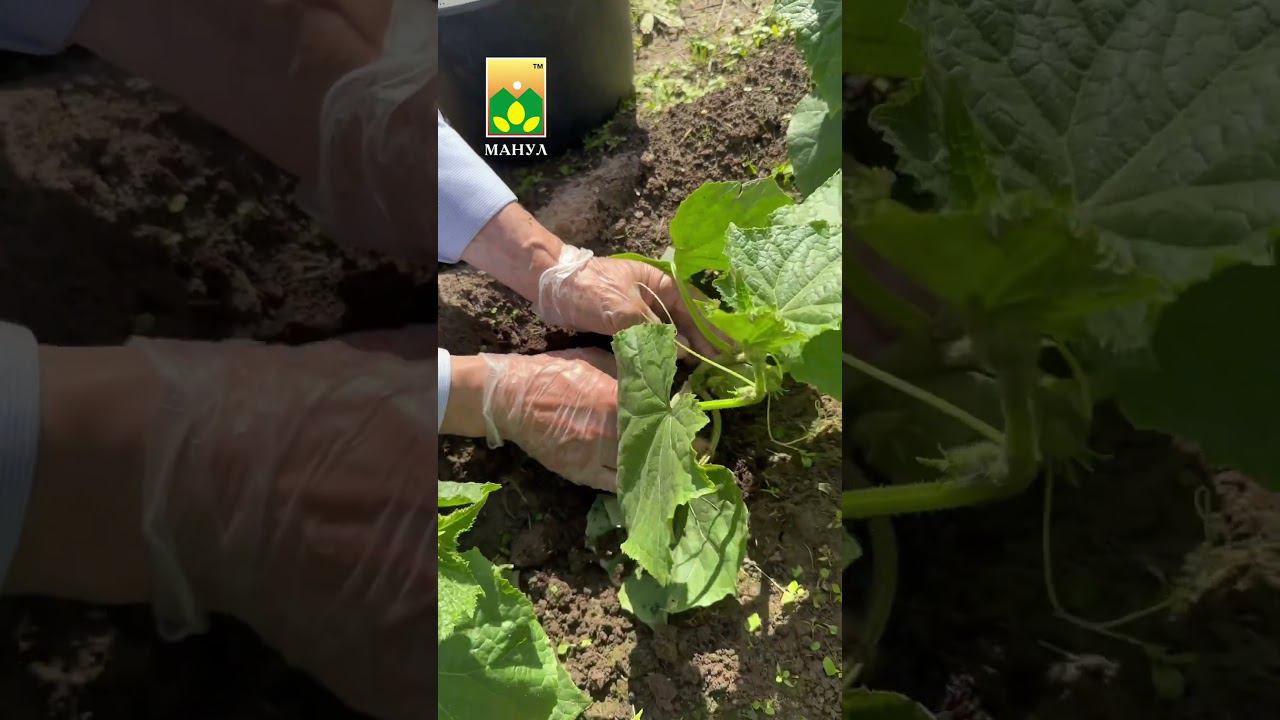 ТРЕСКАЕТСЯ СТЕБЕЛЬ ОГУРЦА #чтоделать ❓ #агрофирма #огород #дача #сад #советы  #огурец #семена