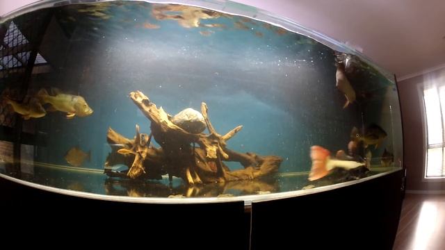 Monster Fish Feeding Frenzy смотреть онлайн