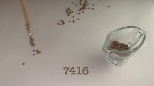 Сколько зёрен гречки в килограмме? смотреть онлайн