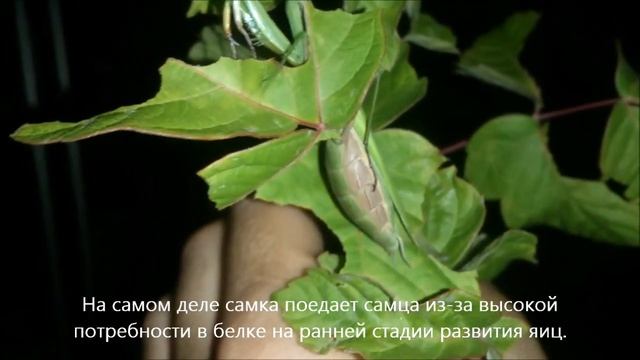Беременная самка богомола смотреть онлайн