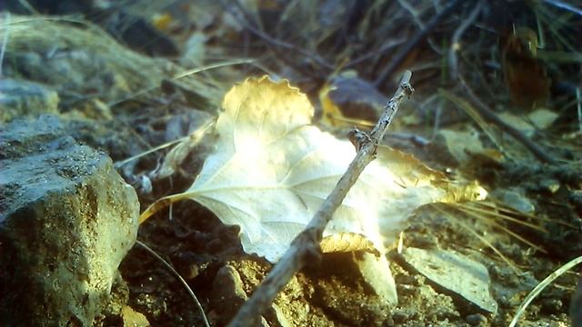 ? Гусеница пяденицы/землемера (лат. Geometridae, Северодонецк, 2020) смотреть онлайн