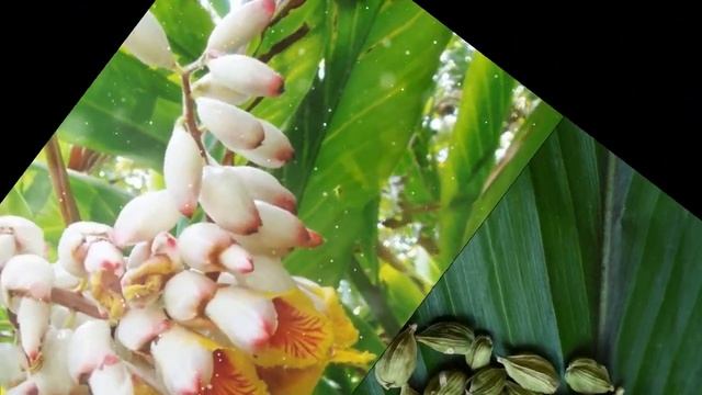 Как выращивать кардамон в домашних условиях смотреть онлайн