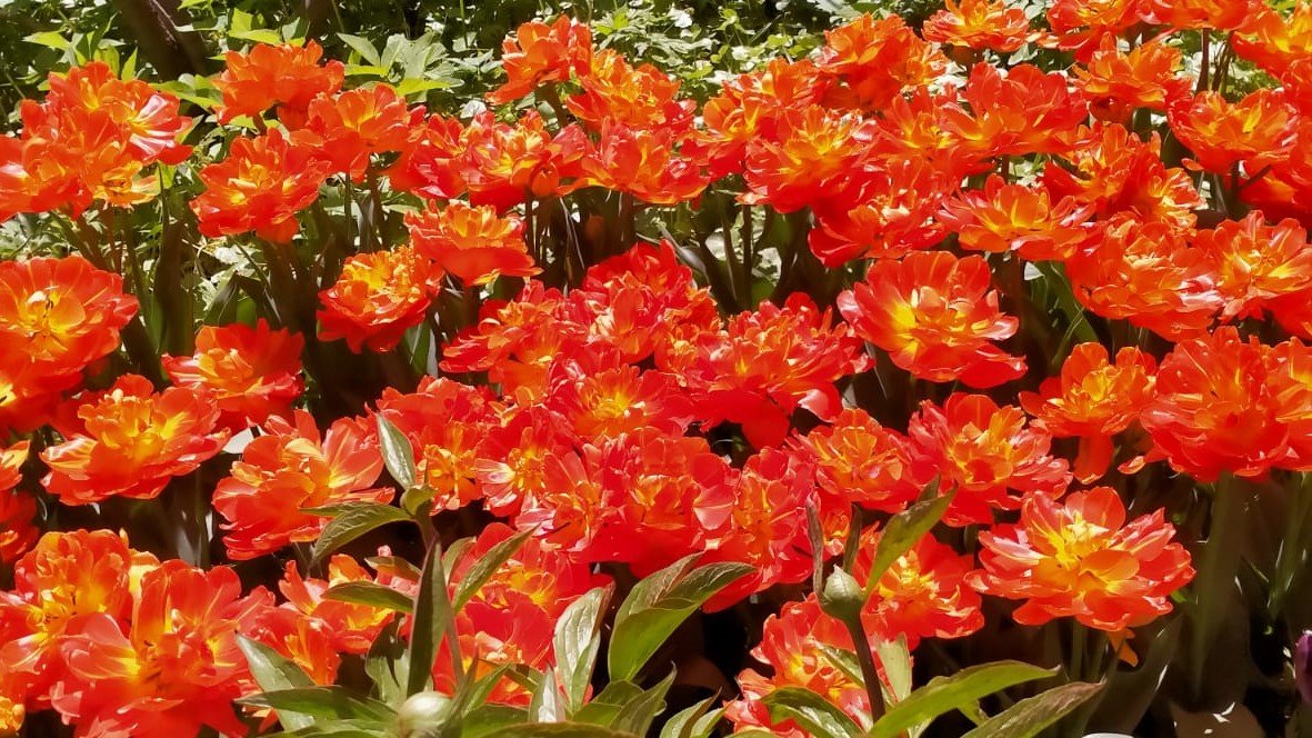 УДИВИТЕЛЬНАЯ ЭКСКУРСИЯ В АПТЕКАРСКИЙ ОГОРОД!!! (Часть 1) смотреть онлайн