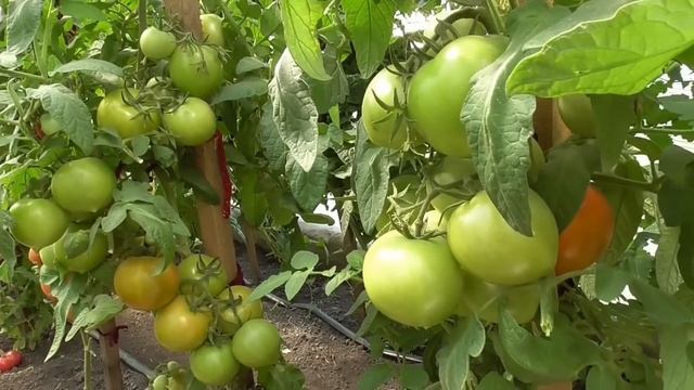 Томаты - новинки 2022 года. Томат Сердцеедка покорил мое сердце! Обзор томата Сердцеедка в теплице. смотреть онлайн