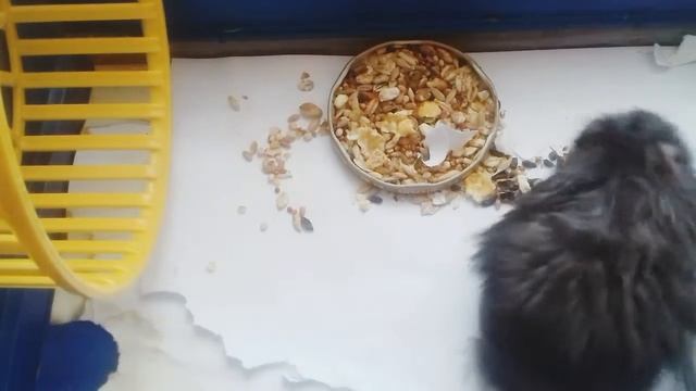 Хомка смотреть онлайн