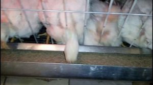 Кормушка для бройлеров 2 часть