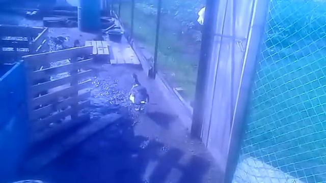 Еще о болезнях птицы(инфекции, гиповитаминоз)