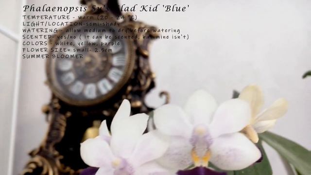 My Orchid Encyclopedia - Phalaenopsis Su's Glad Kid 'Blue' смотреть онлайн