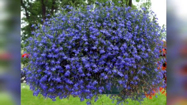 Ампельные цветы смотреть онлайн